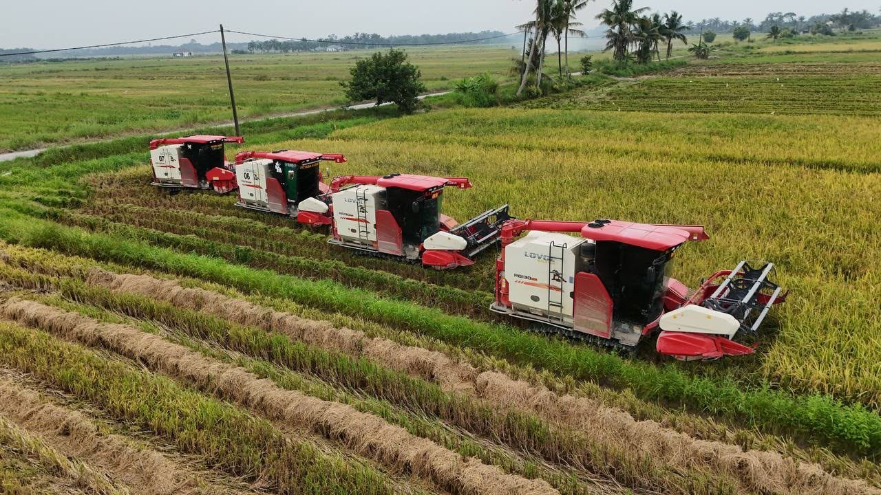 Lovol combine harvesters working together in a paddy field
