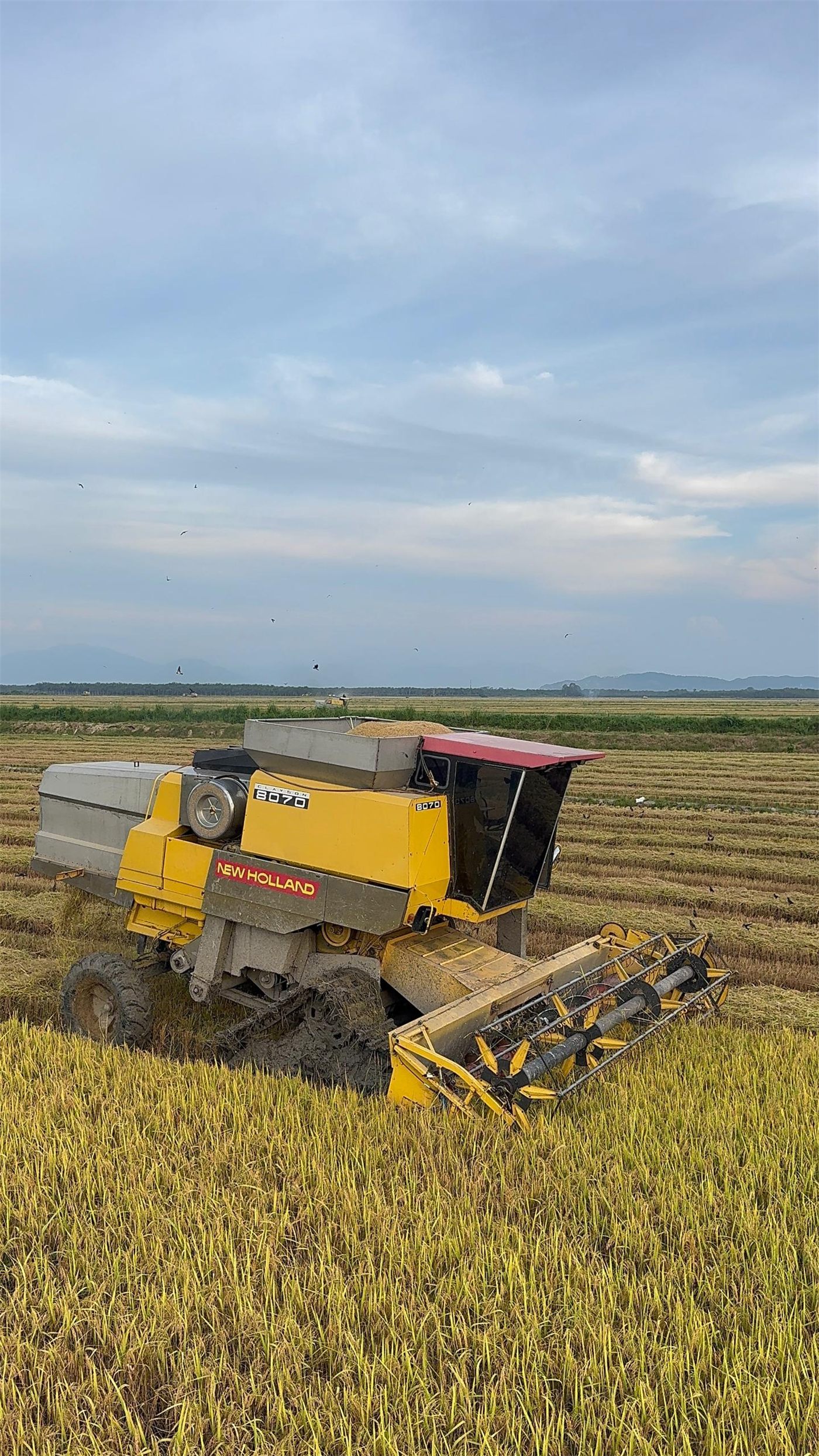 New Holland combine harvester working in a Malaysian paddy field